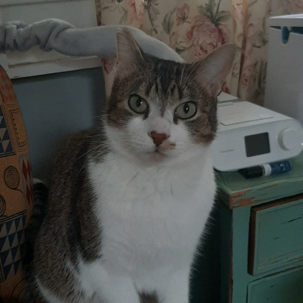 Meet your Posher, Posh